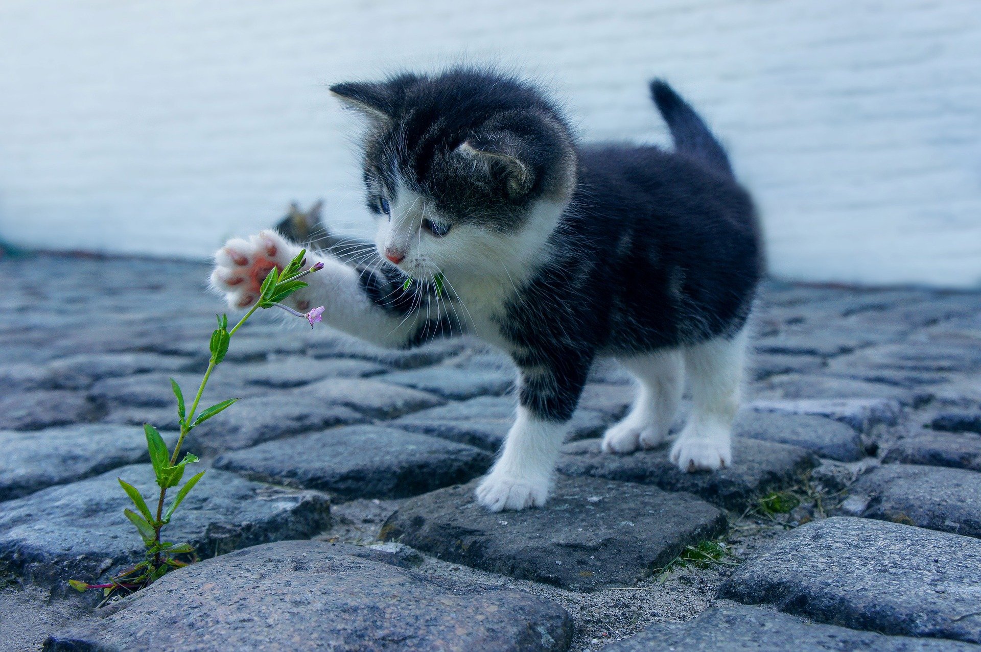 Les chats et la reproduction